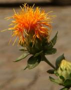 Carthamus tinctorius